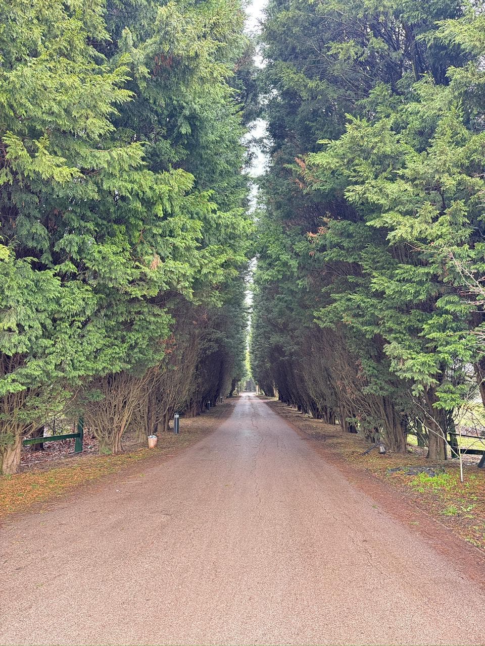 Tree-lined driveway leading to the centre surrounded by nature